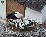 Capi_Dubne_20250627_131503.jpg