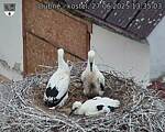 Capi_Dubne_20250627_133503.jpg
