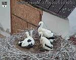 Capi_Dubne_20250627_134003.jpg
