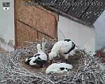 Capi_Dubne_20250627_134502.jpg