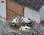 Capi_Dubne_20250627_135003.jpg