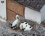 Capi_Dubne_20250627_135503.jpg