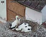Capi_Dubne_20250627_140002.jpg