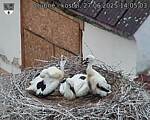 Capi_Dubne_20250627_140503.jpg