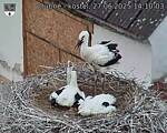 Capi_Dubne_20250627_141003.jpg