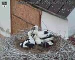 Capi_Dubne_20250627_141503.jpg