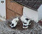 Capi_Dubne_20250627_142503.jpg