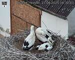 Capi_Dubne_20250627_143003.jpg