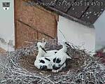 Capi_Dubne_20250627_144503.jpg