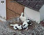 Capi_Dubne_20250627_145003.jpg