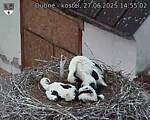 Capi_Dubne_20250627_145502.jpg