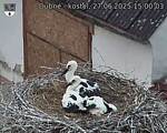 Capi_Dubne_20250627_150003.jpg