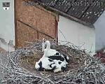 Capi_Dubne_20250627_151003.jpg