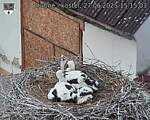 Capi_Dubne_20250627_151503.jpg