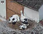Capi_Dubne_20250627_152003.jpg