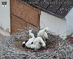 Capi_Dubne_20250627_153503.jpg