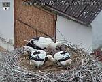 Capi_Dubne_20250627_155003.jpg