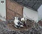 Capi_Dubne_20250627_160003.jpg