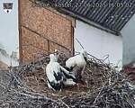 Capi_Dubne_20250627_160502.jpg