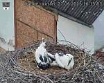 Capi_Dubne_20250627_161503.jpg