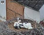 Capi_Dubne_20250627_162002.jpg