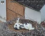 Capi_Dubne_20250627_162503.jpg