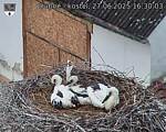 Capi_Dubne_20250627_163003.jpg