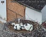 Capi_Dubne_20250627_163503.jpg