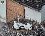 Capi_Dubne_20250627_164003.jpg
