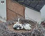 Capi_Dubne_20250627_170503.jpg