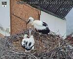 Capi_Dubne_20250627_172003.jpg