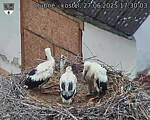 Capi_Dubne_20250627_173003.jpg