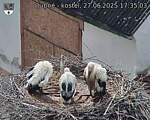 Capi_Dubne_20250627_173503.jpg