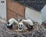 Capi_Dubne_20250627_174003.jpg