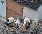 Capi_Dubne_20250627_174503.jpg