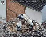 Capi_Dubne_20250627_175003.jpg