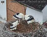 Capi_Dubne_20250627_182003.jpg