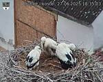 Capi_Dubne_20250627_183503.jpg