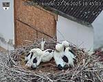 Capi_Dubne_20250627_184503.jpg