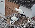 Capi_Dubne_20250627_185003.jpg