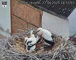 Capi_Dubne_20250627_185503.jpg
