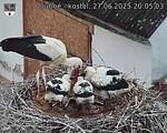 Capi_Dubne_20250627_200503.jpg