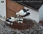 Capi_Dubne_20250627_201003.jpg