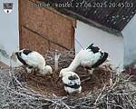 Capi_Dubne_20250627_204503.jpg
