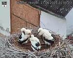 Capi_Dubne_20250627_210003.jpg