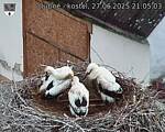 Capi_Dubne_20250627_210503.jpg
