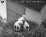 Capi_Dubne_20250627_214002.jpg