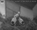 Capi_Dubne_20250627_214502.jpg