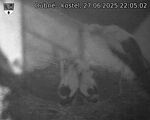 Capi_Dubne_20250627_220502.jpg