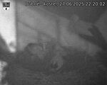 Capi_Dubne_20250627_222002.jpg